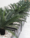 plants